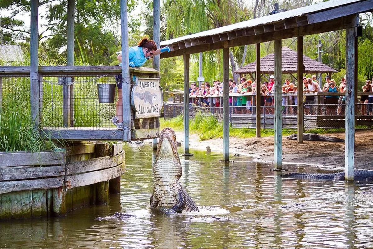 An exterior shot featuring a large alligator as the focal point, with a person leaning over a railing and a crowd of spectators watching an alligator feeding demonstration. The scene is vibrant and full of energy, set in a lush, outdoor environment that reflects the lively spirit of local attractions near Barefoot Resort.